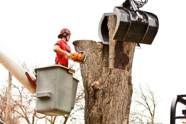 Reliable Huntingburg, IN Tree Services Solutions